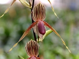 Paph.xLadyRotschild005